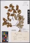 Foto von Salix caprea L.